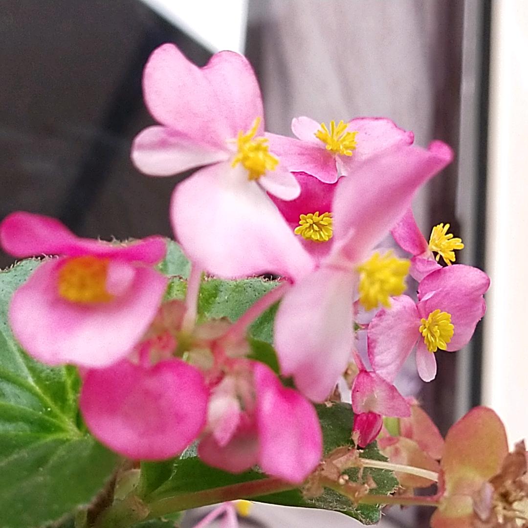 生如夏花花