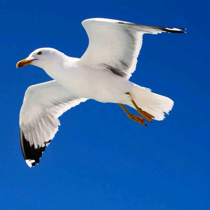 飞翔服务（水电安装）