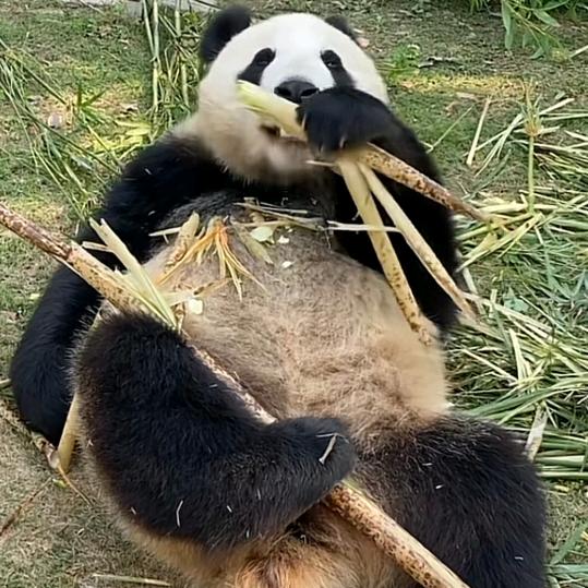 迪迪