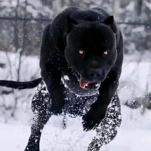 土狗萌宠生活馆（宜宾店）