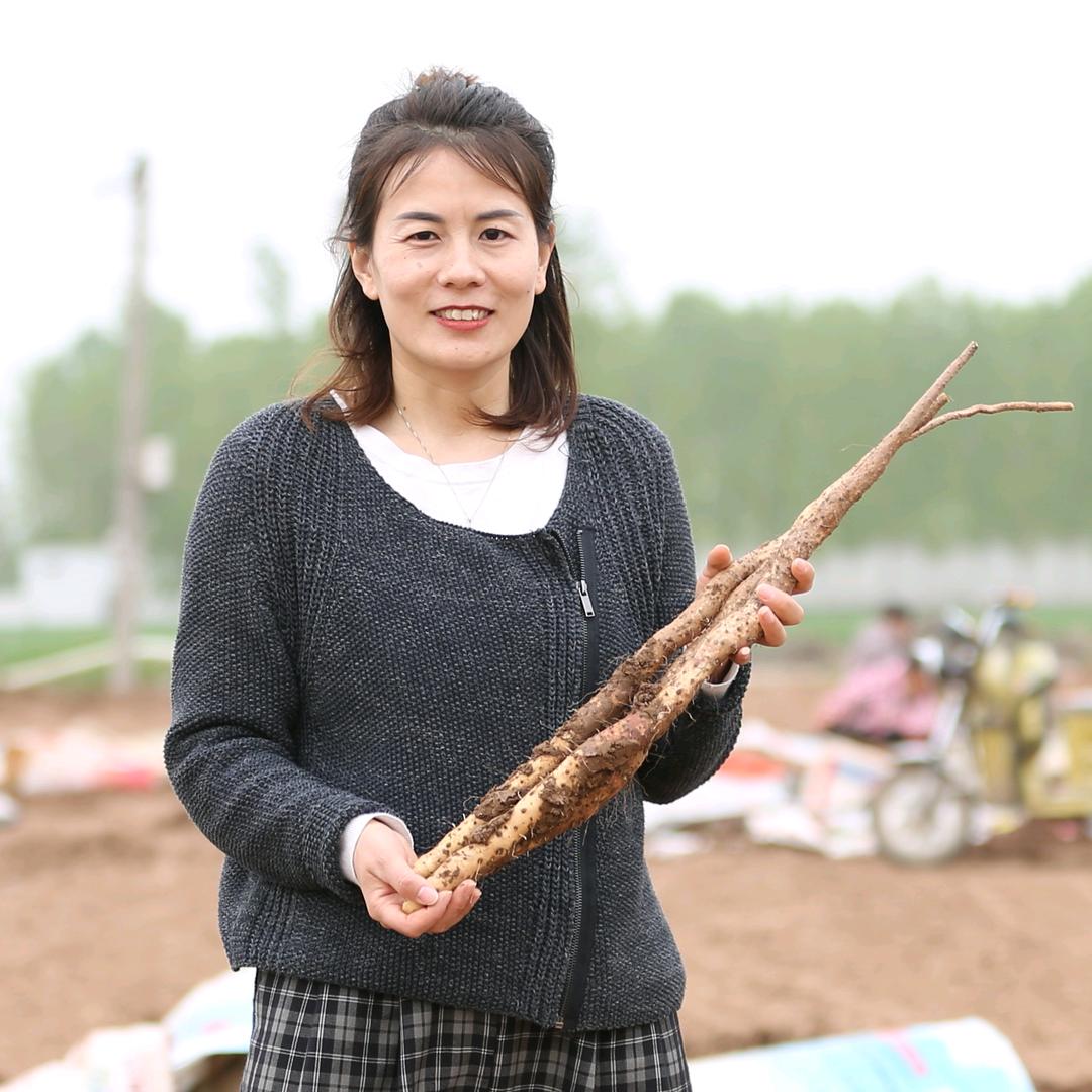 山药状元【铁棍山药】