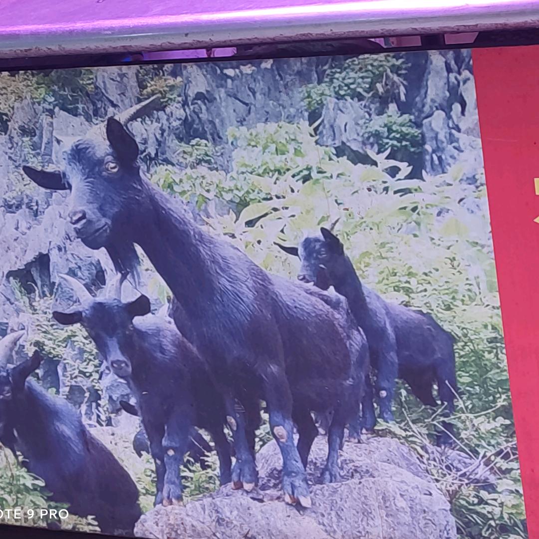 河池招牌黑山羊南宁零售