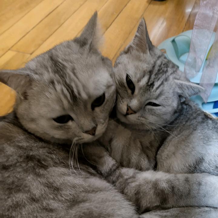 哈尼胖墩