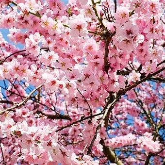 茉莉花