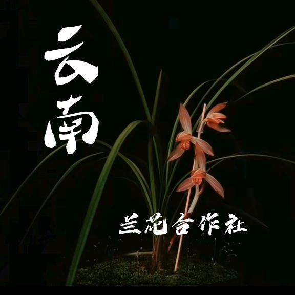 昆明兰花合作社