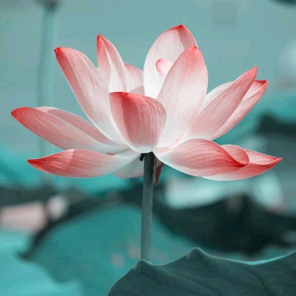 金丽丽