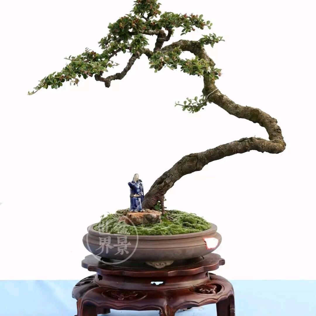 王老桩