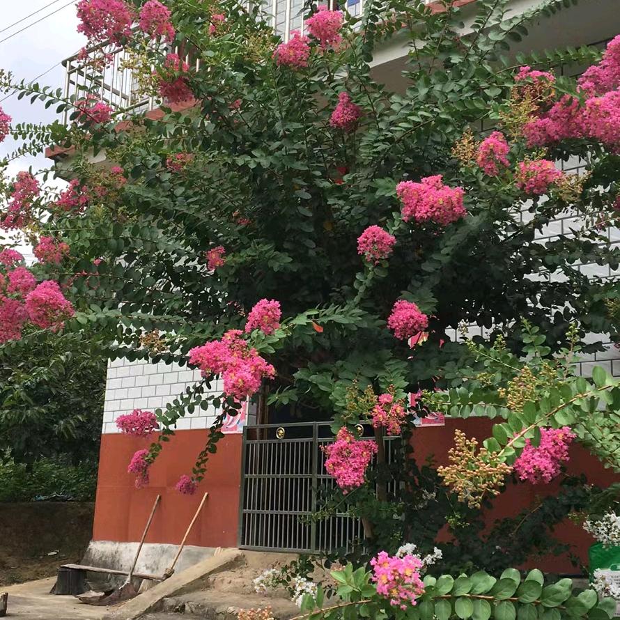 邱水伊人