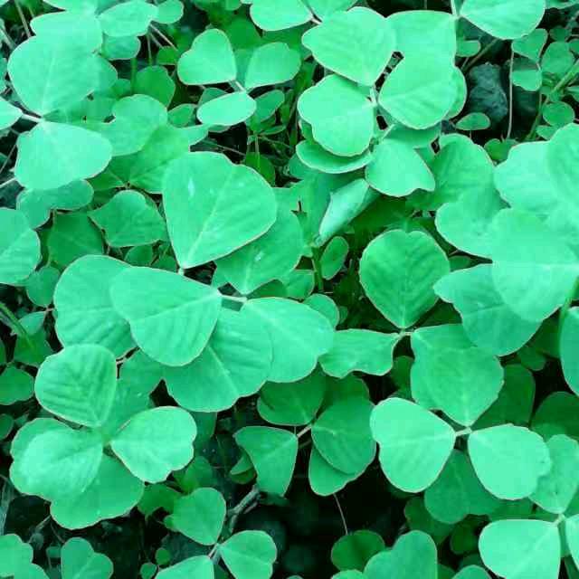 猛踹瘸子那条好腿