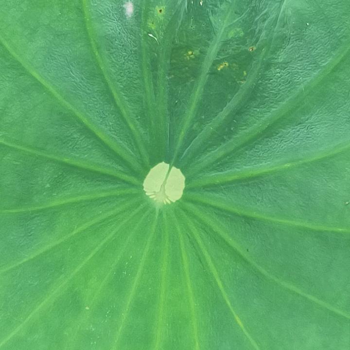 英英妹子
