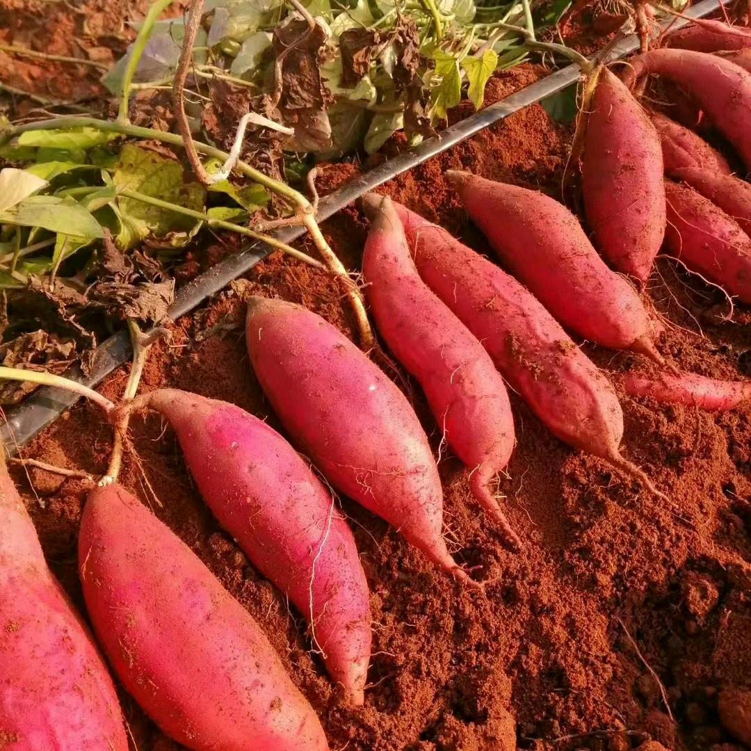 超强脱毒原种红薯苗繁育基地