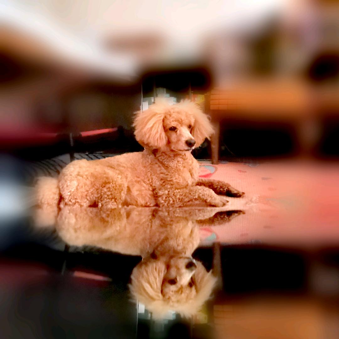 暗恋yyyy千金2012