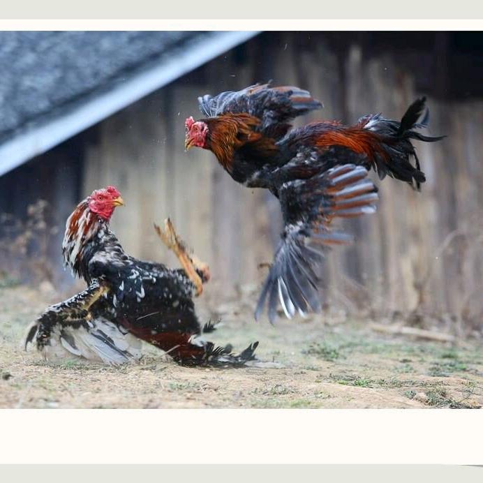 养🐓人