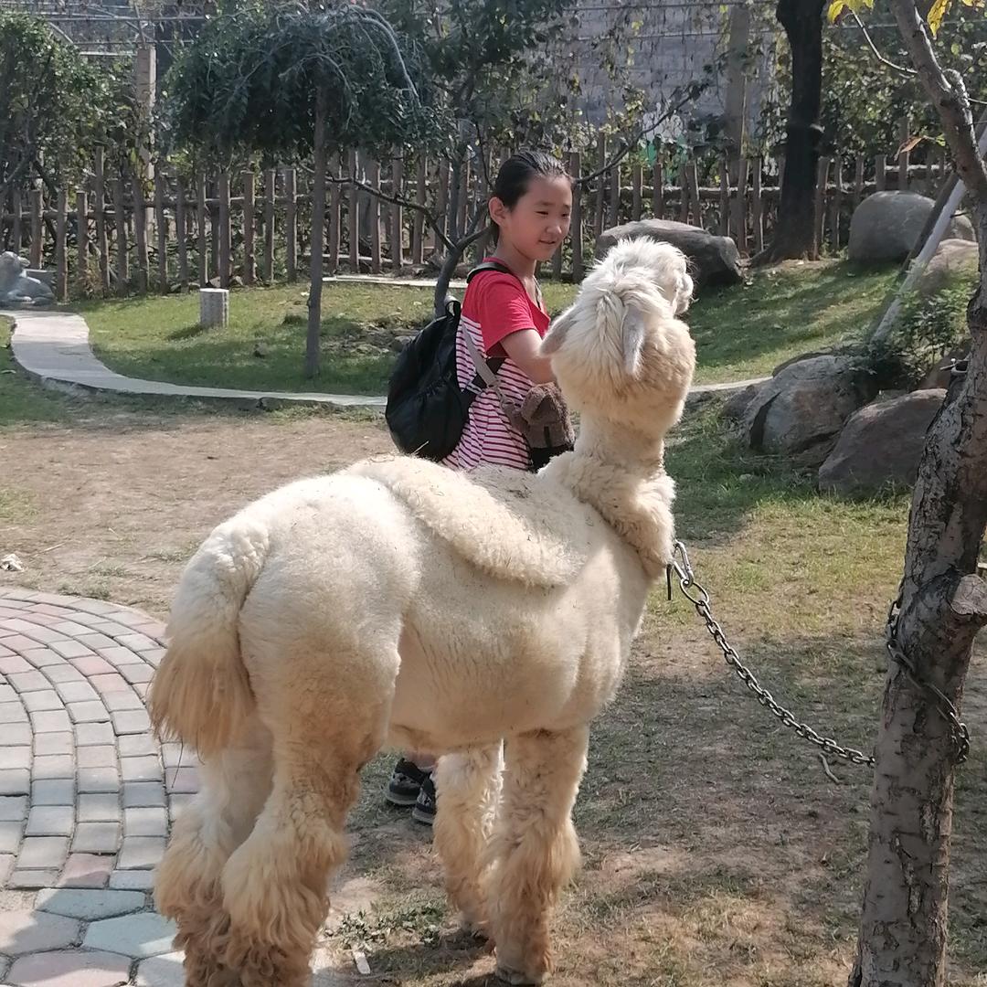 农工西门二姐板面