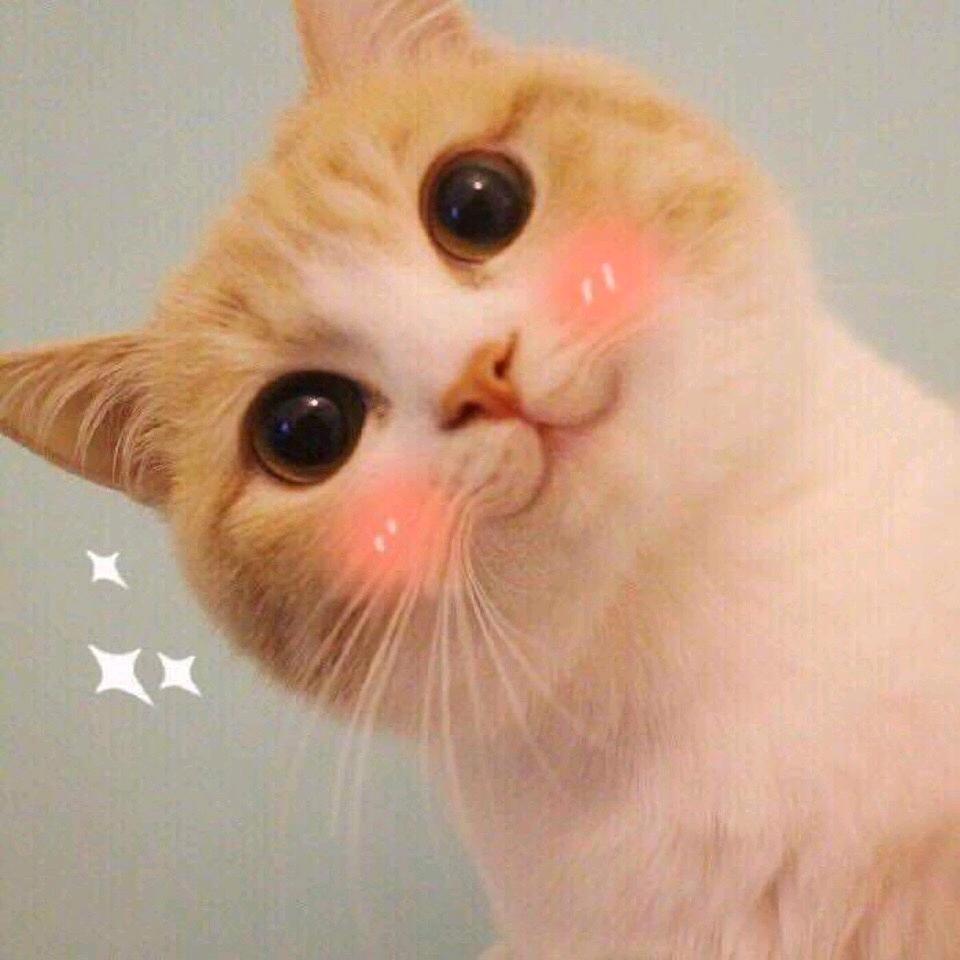 影视剪辑小猫咪