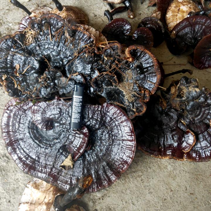 小吴野生灵芝～