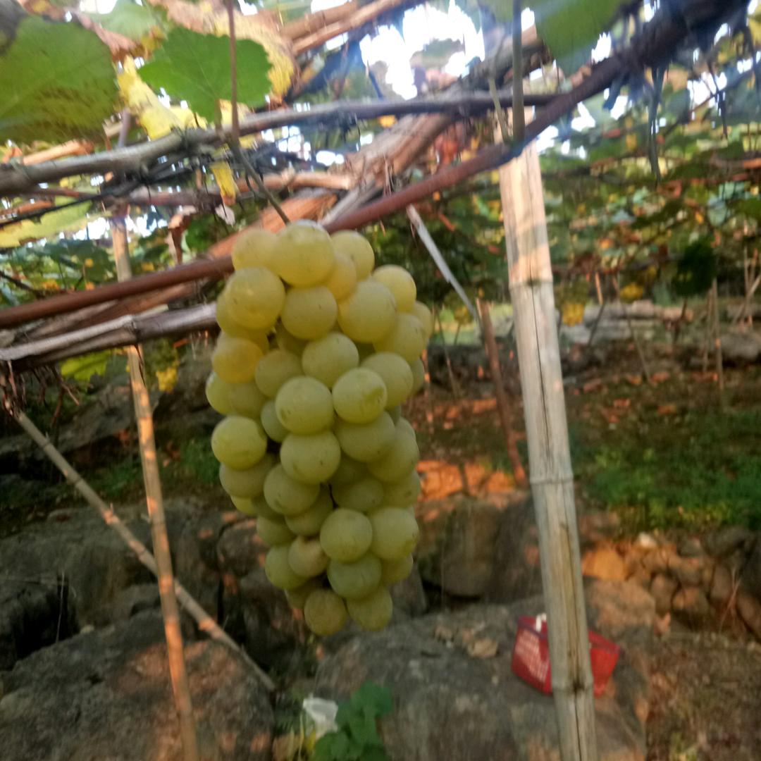 涟源三甲果农梁长纶