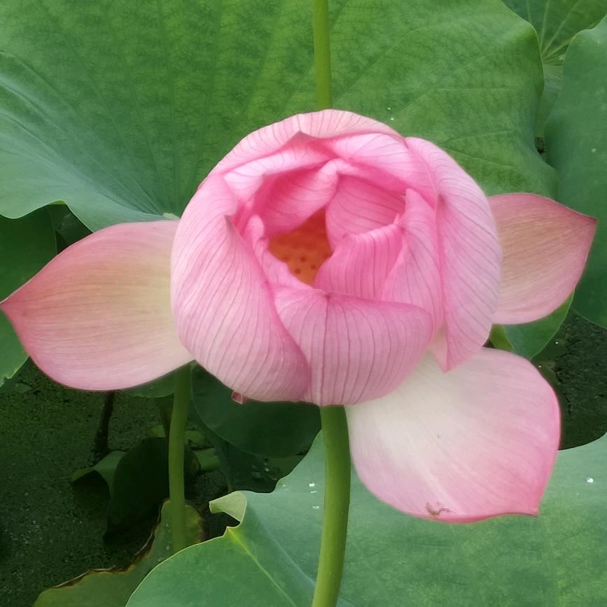 纠结式☞心疼☜