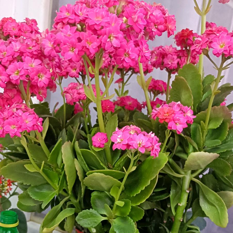 青花青花