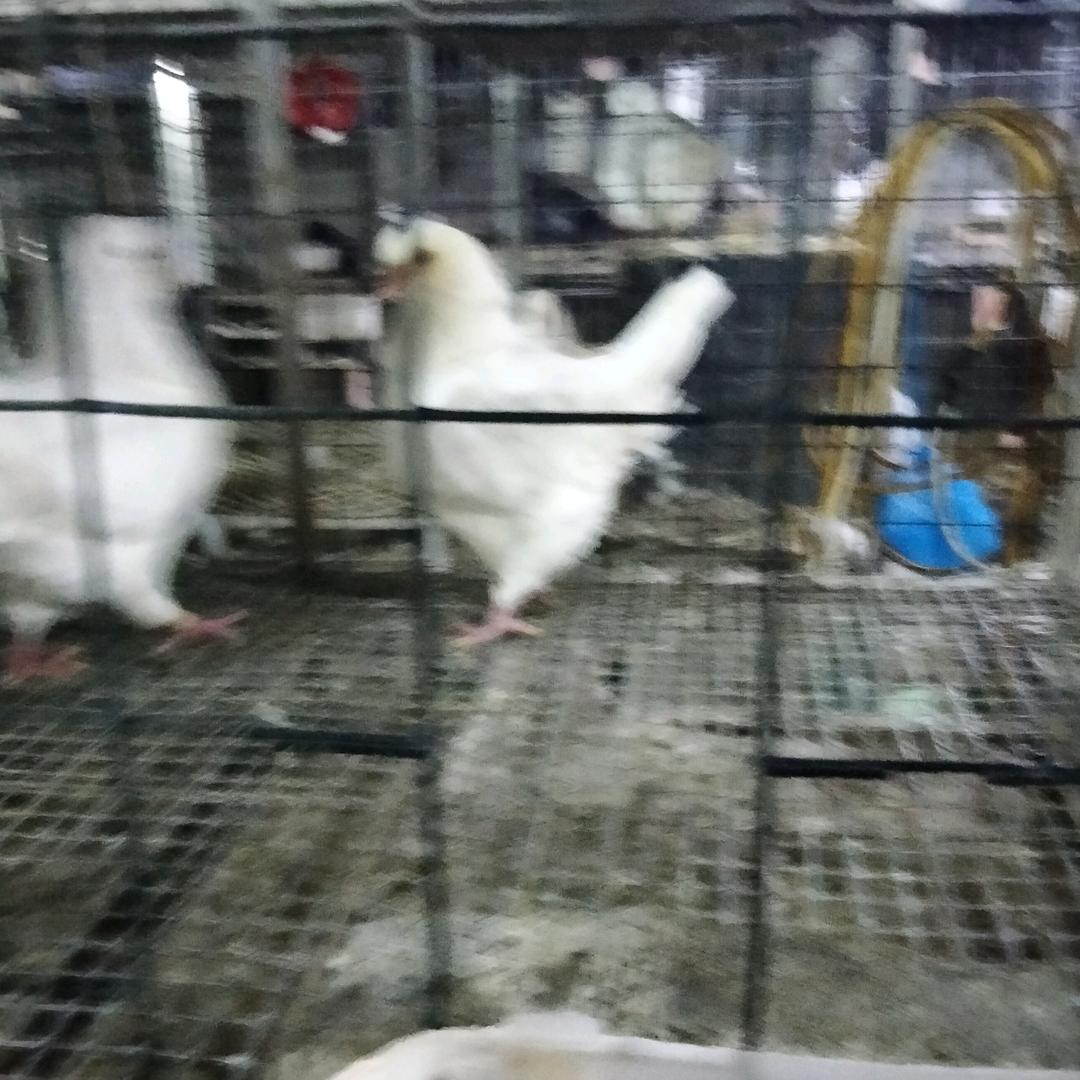 武阳鸽舍