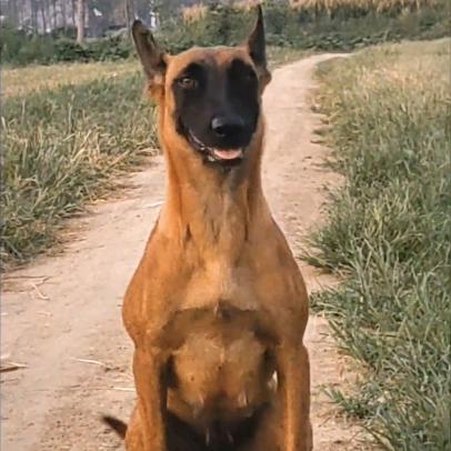 马犬金鹰