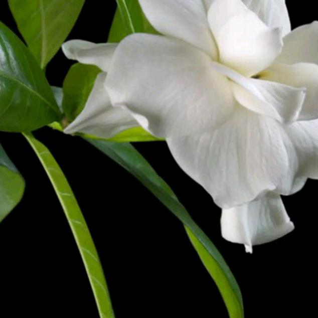 栀子花