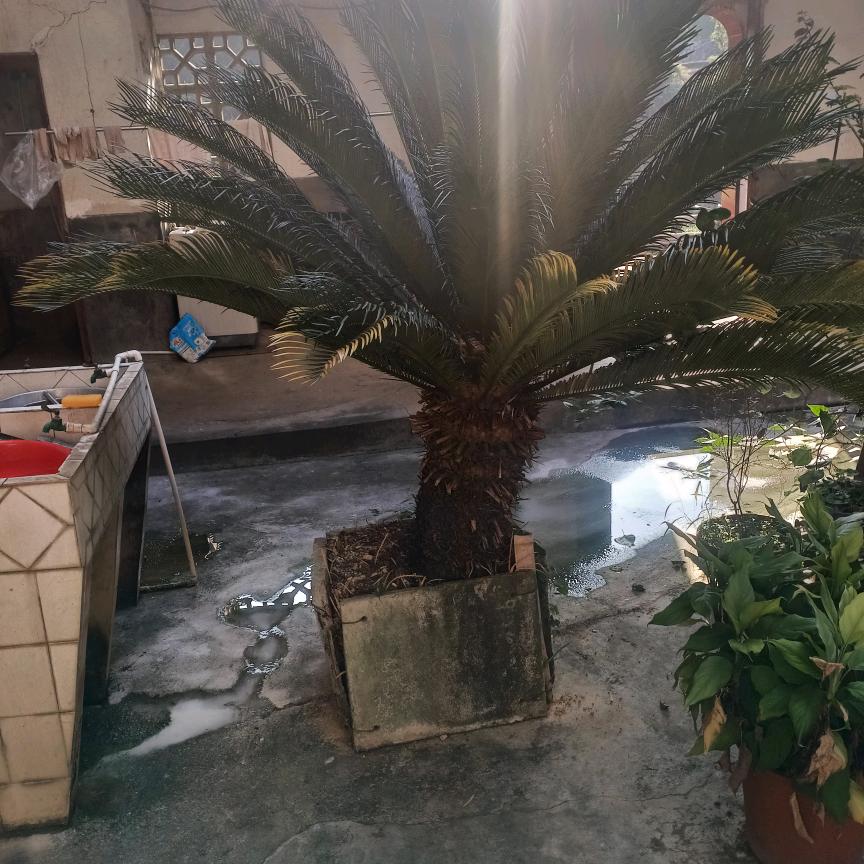 红