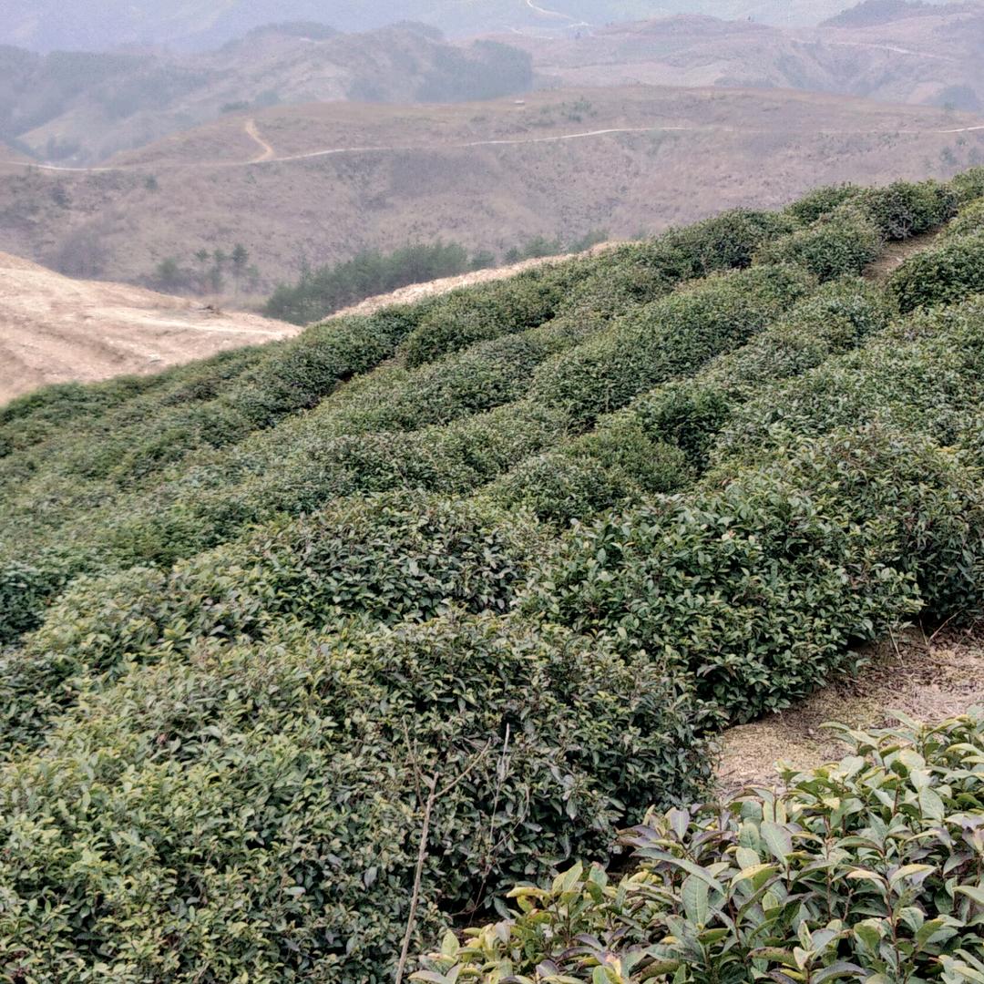 换香寨一高山老茶