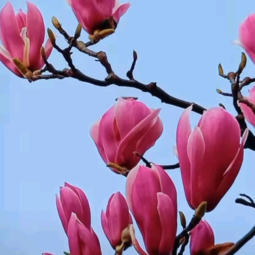 惠质兰心
