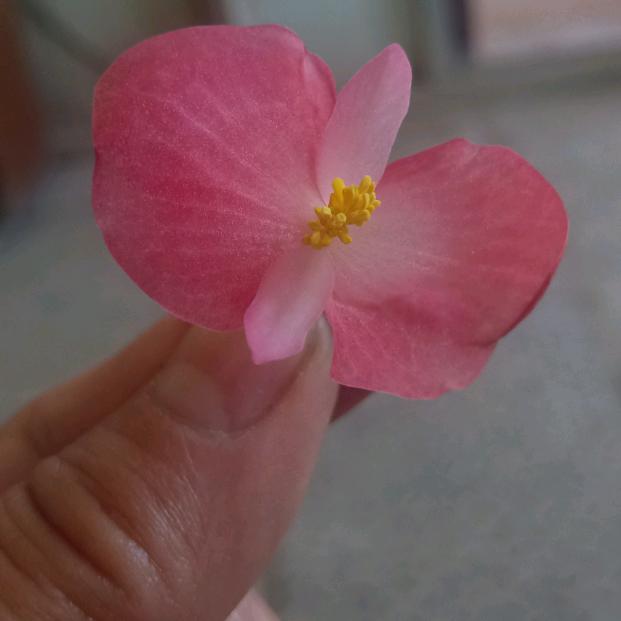 没能可能的可能