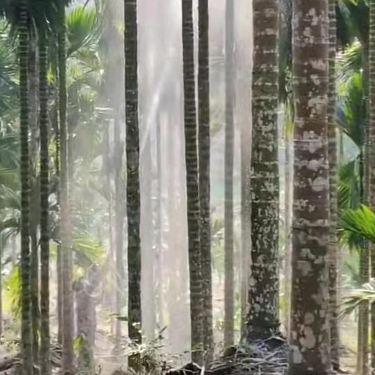 阿吉·槟榔打药