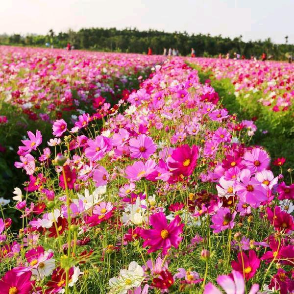 种花大师王氏传人