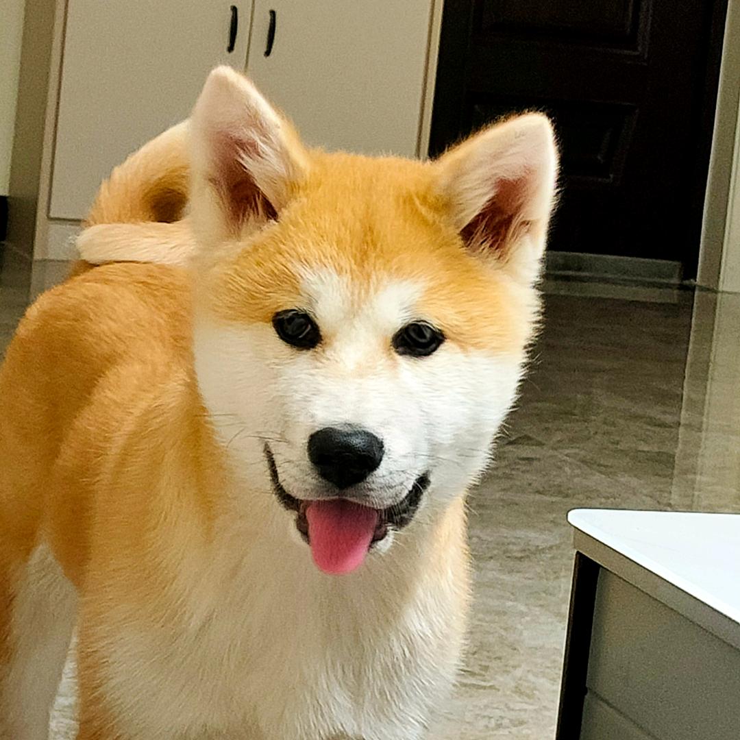 刘十安