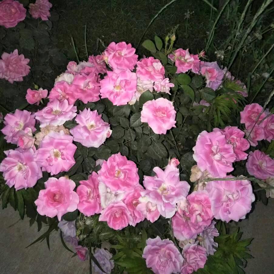 笑口常开