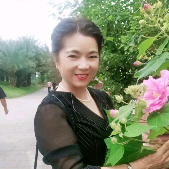 四季海棠
