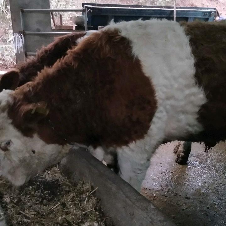 江西万安县宏飞肉牛