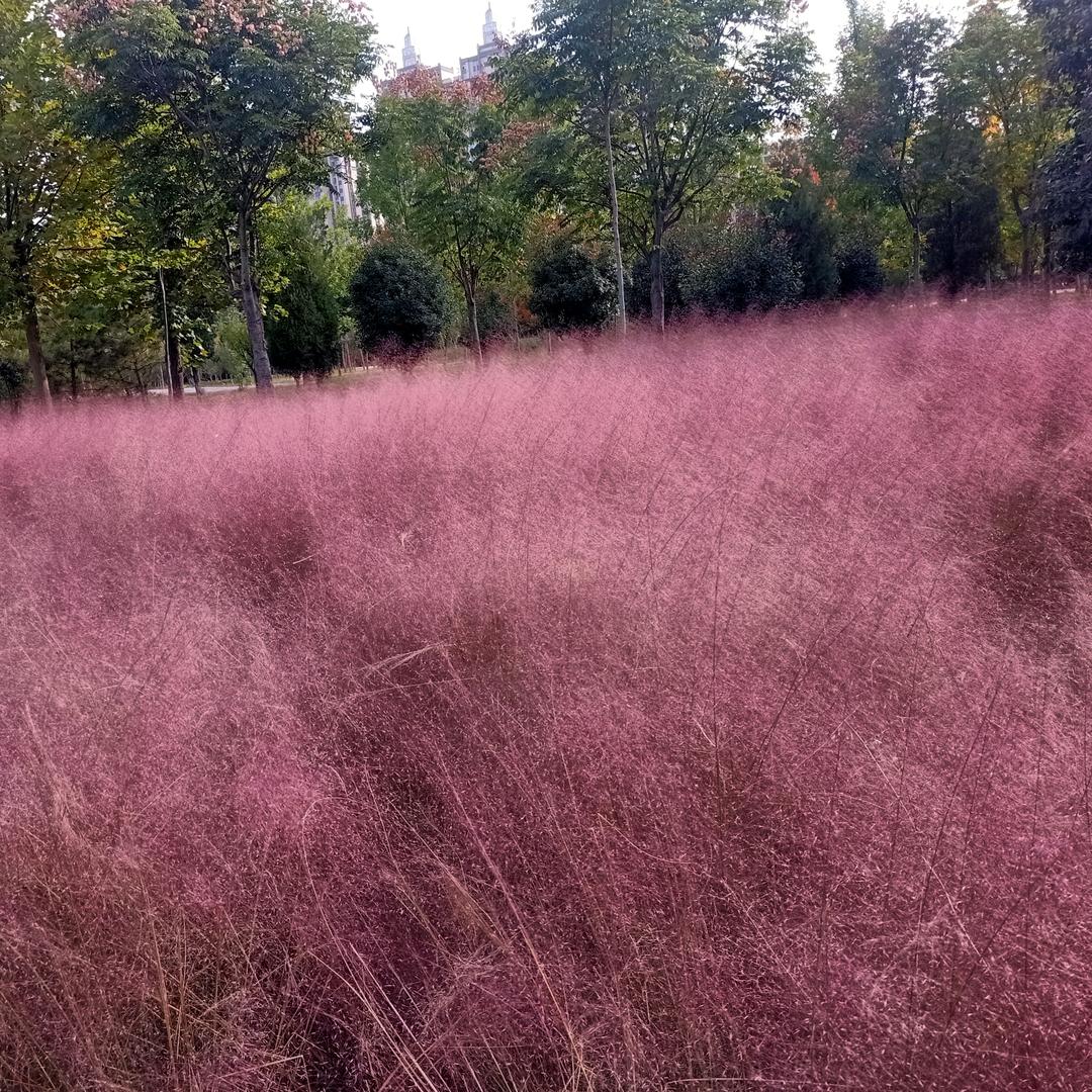 🌈 夏果  🌈🌸🌸