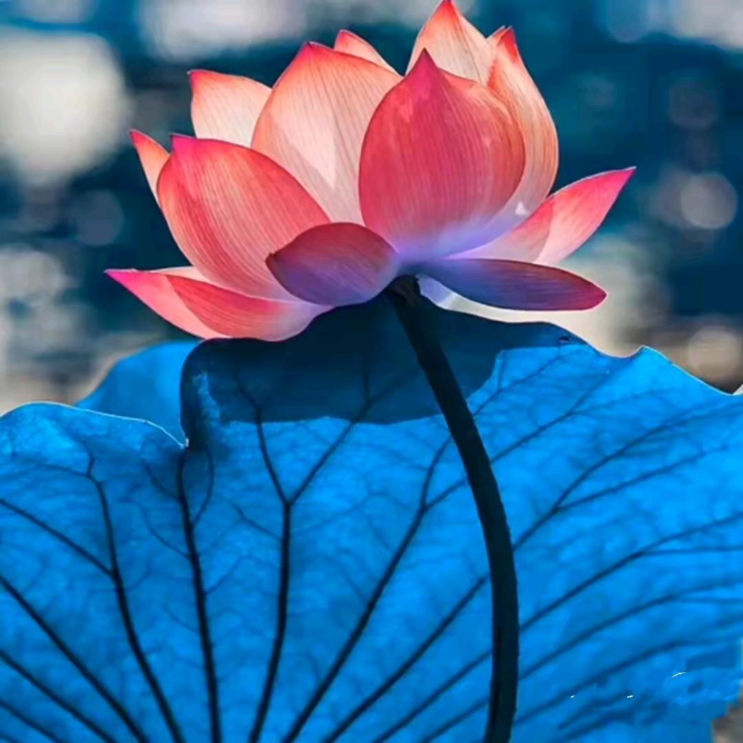 林姐#