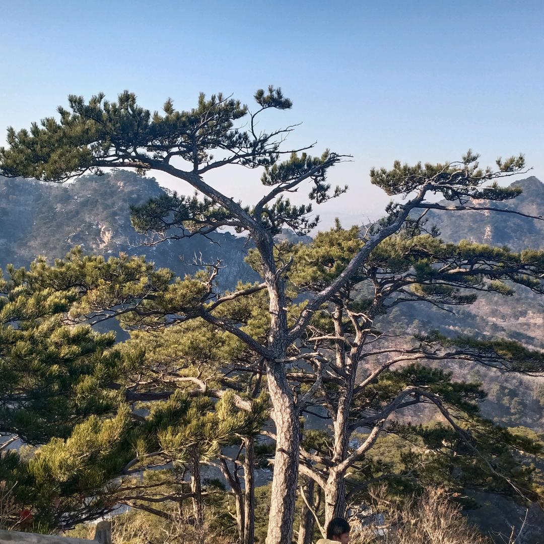 宏会程茗