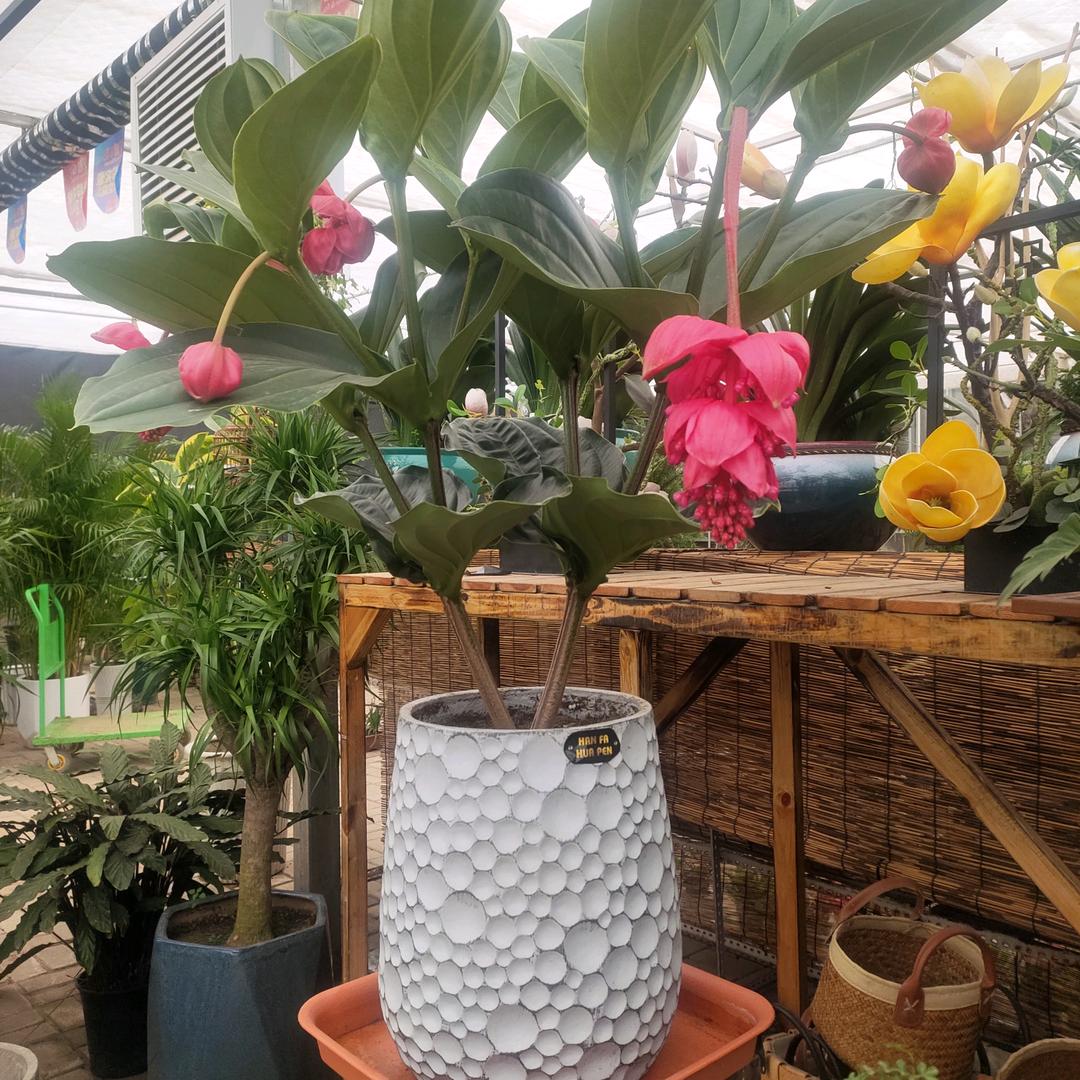 豆瓣绿植鲜花(花店在王村花卉市场）