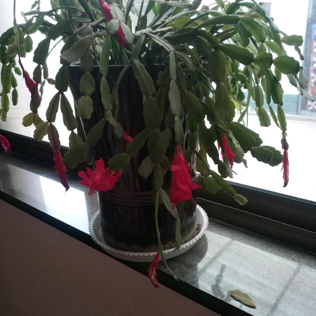胡珍