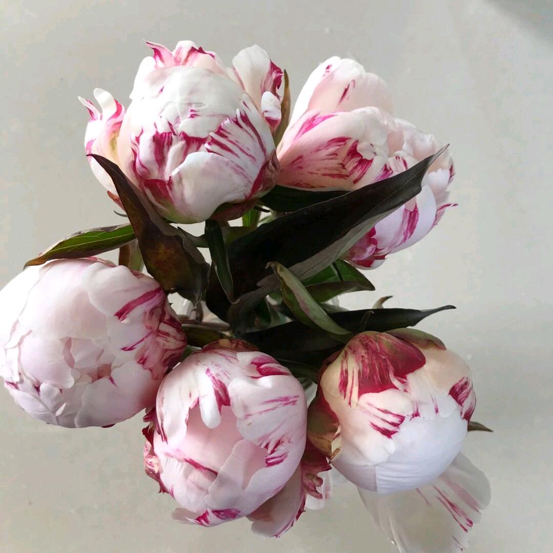 沁馨花卉