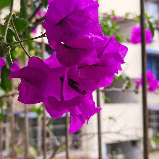 蒲桂英