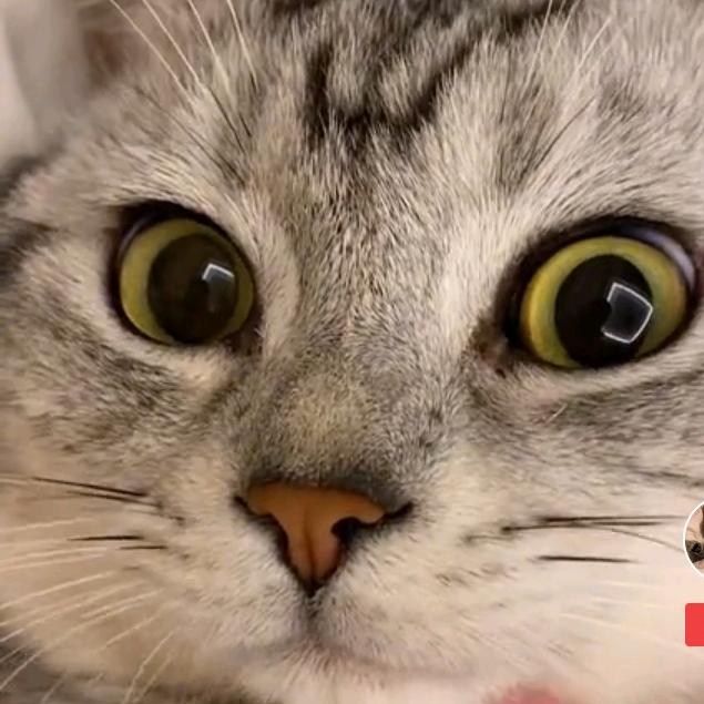 猫奴