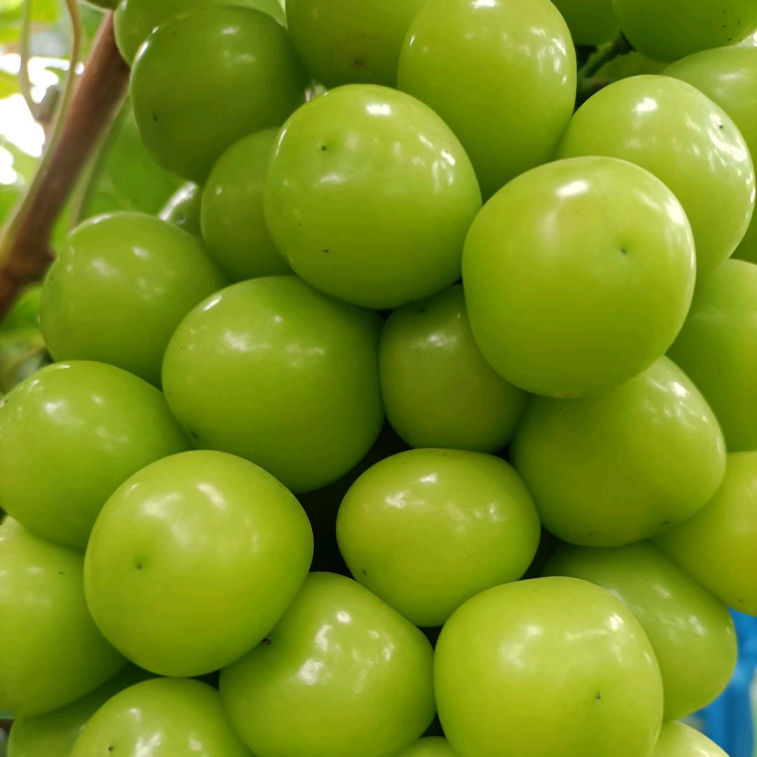 小莉黄桃园，葡萄园