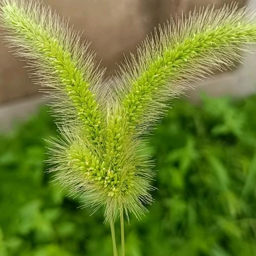 蕳单^橘子