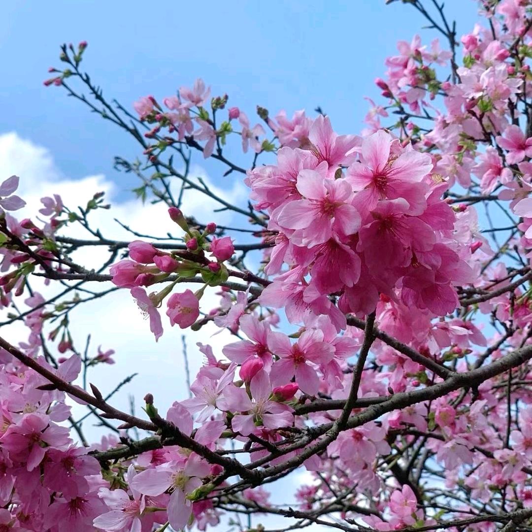 @蝶恋花🌸