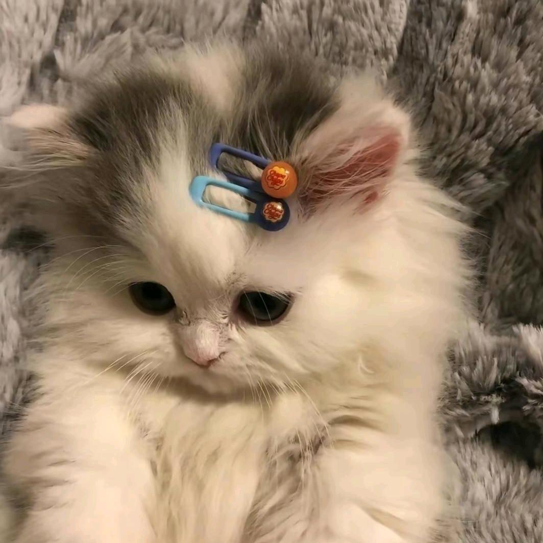 蓝桉一梦