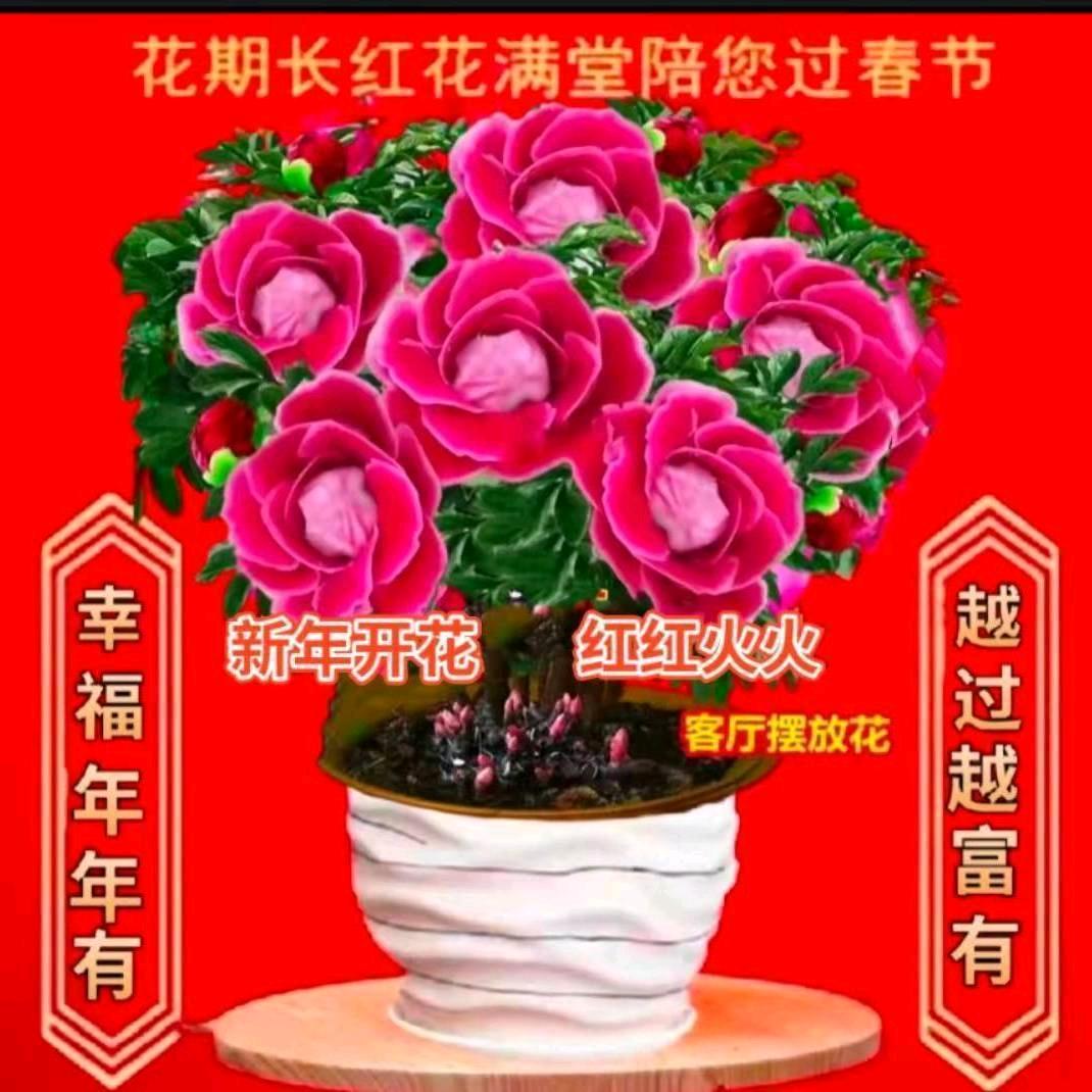 红珠