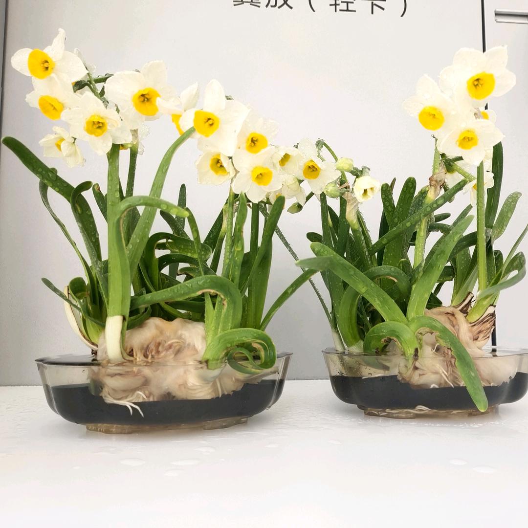 美静儿
